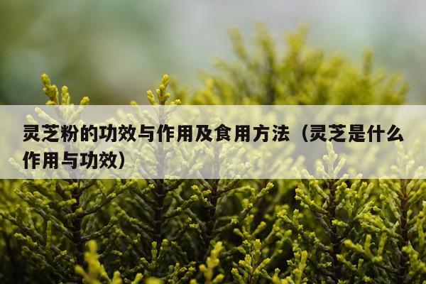 灵芝粉的功效与作用及食用方法（灵芝是什么作用与功效）