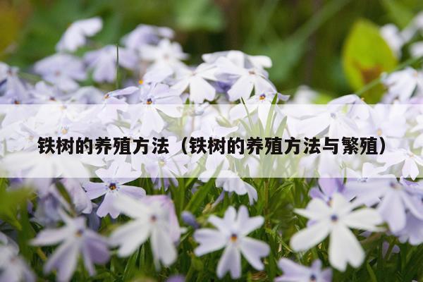 铁树的养殖方法(铁树的养殖方法与繁殖)