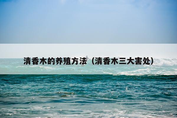 清香木的养殖方法（清香木三大害处）